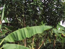 2003 Elefántcsontpart, kakaófa és gyümölcse