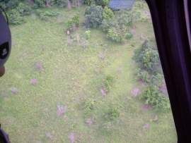 2004 Gabon, az elefántcsordát a helikopterből fényképeztem