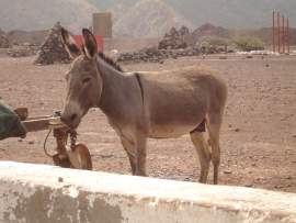 2006 Djibouti, Arta Plage-i látogatók